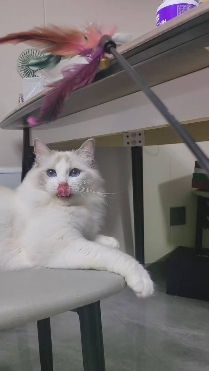 静安区布偶猫高层走失