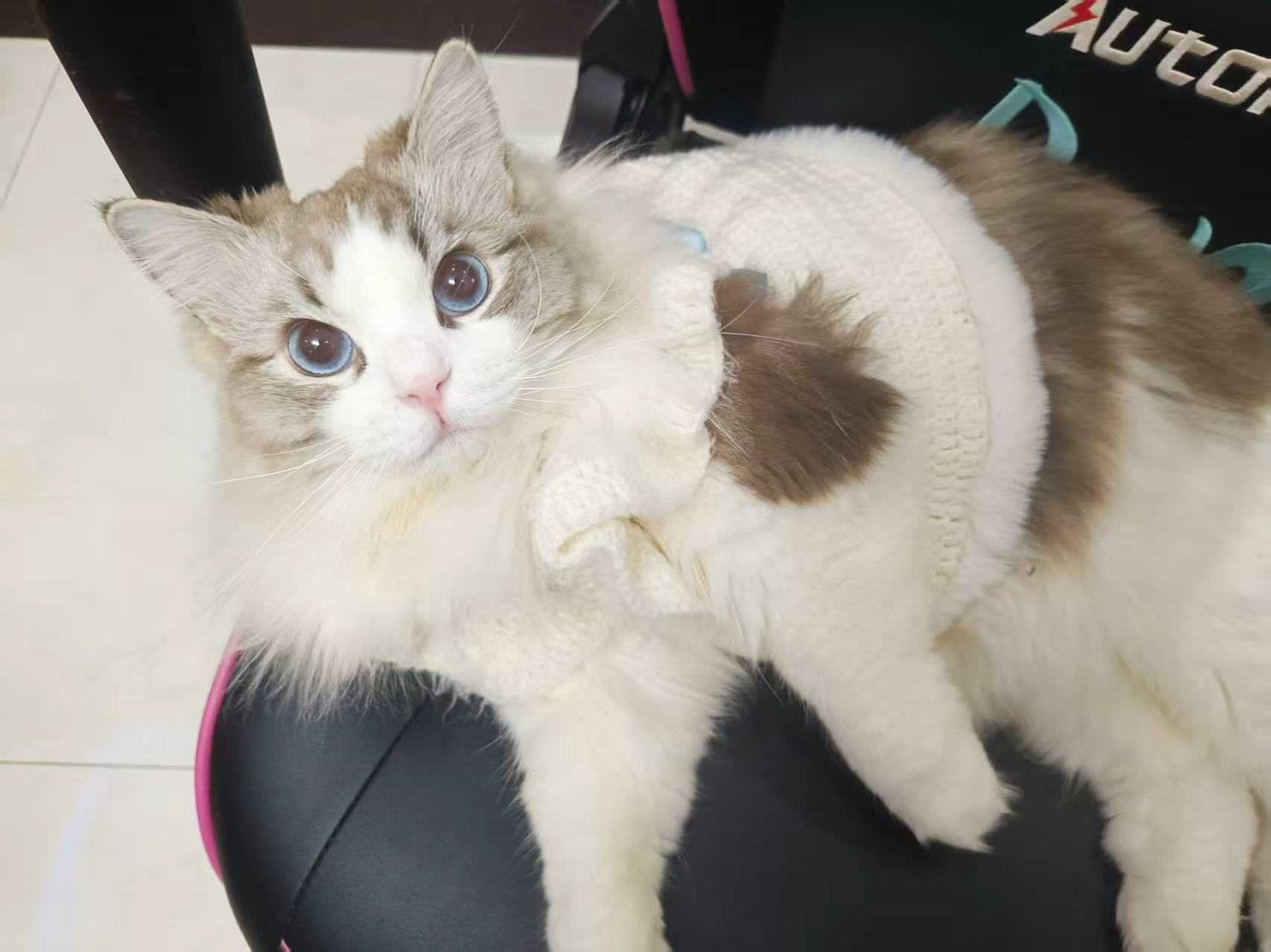 上海找猫｜多猫家庭必看！养2只以上猫咪这些走失风险你知道吗