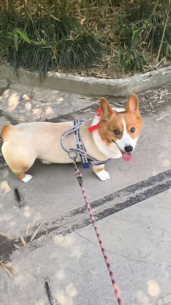 上海寻宠服务指南