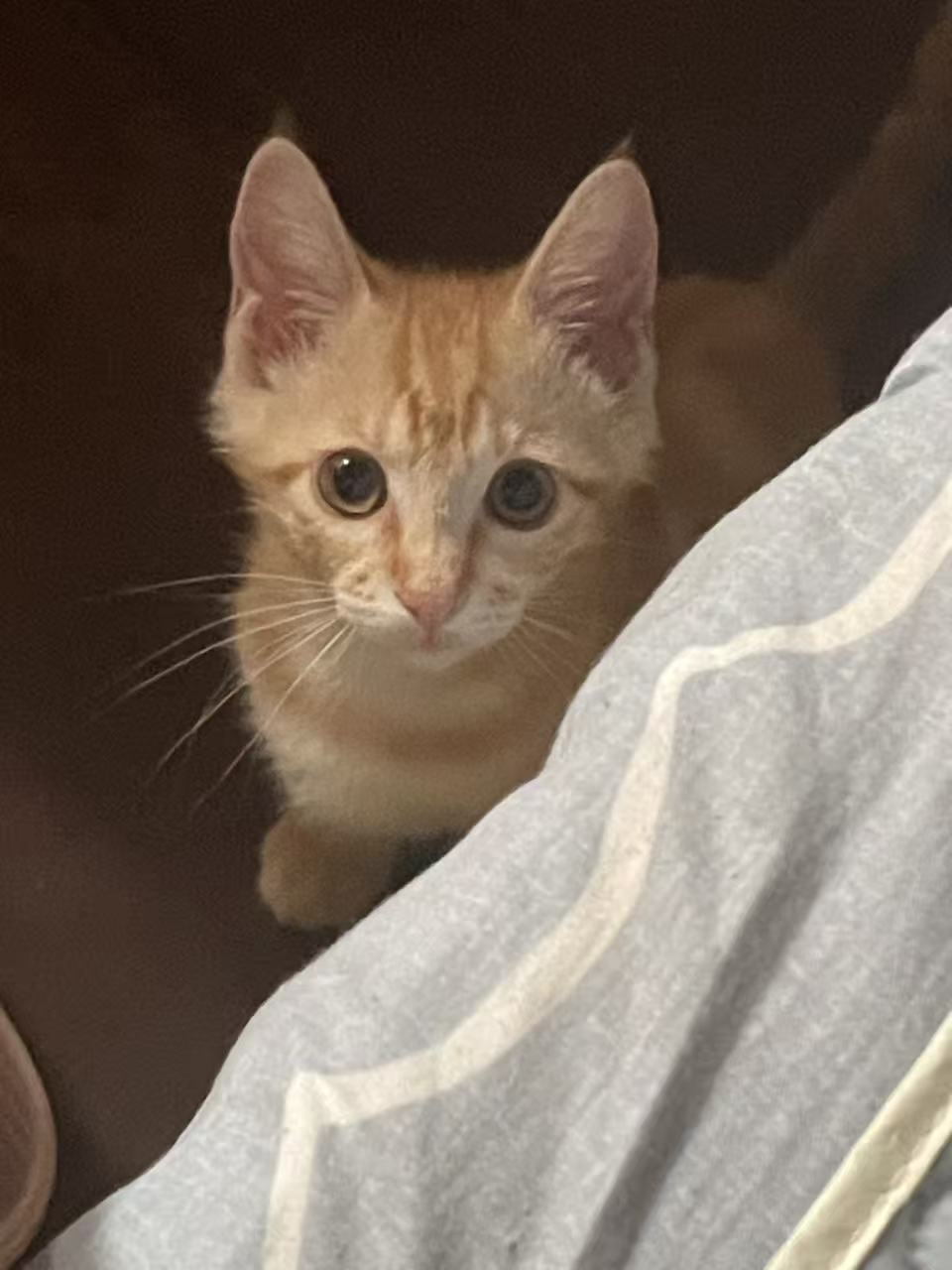 徐汇区橘猫走失找回