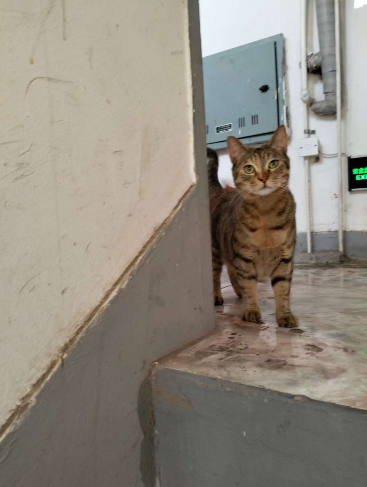 2026上海找猫5大错误做法全公开！别再踩坑正确方法一次说清楚