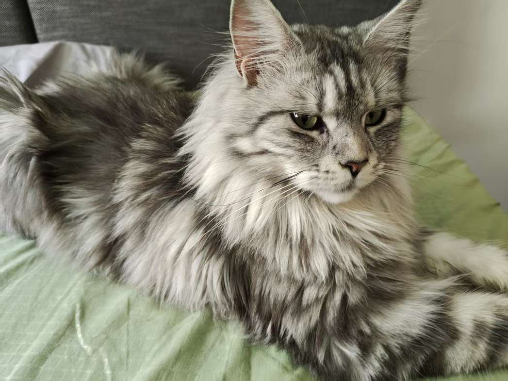 上海专业找猫服务 — 专业团队助您快速找回爱猫