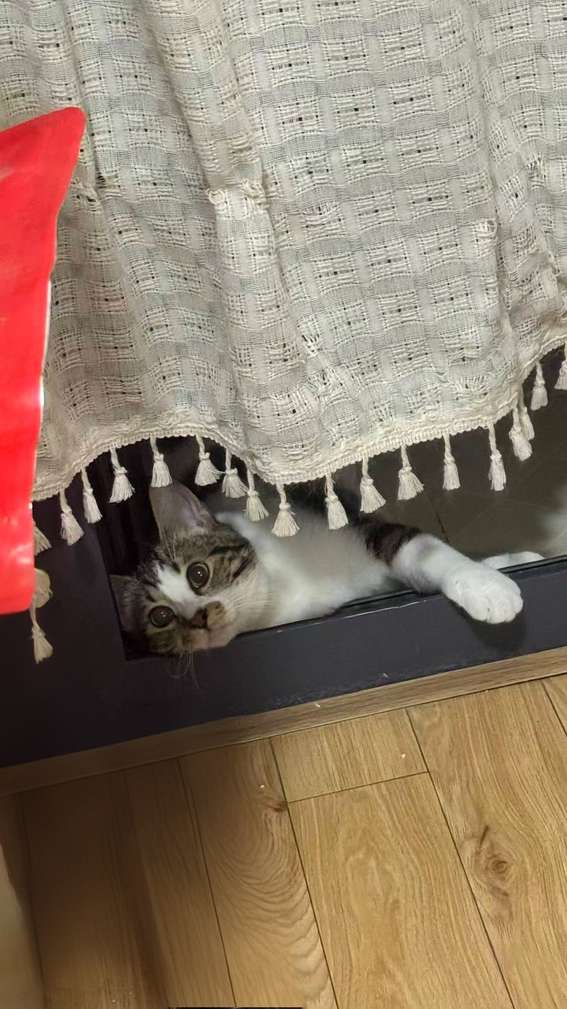长宁区英短猫走失