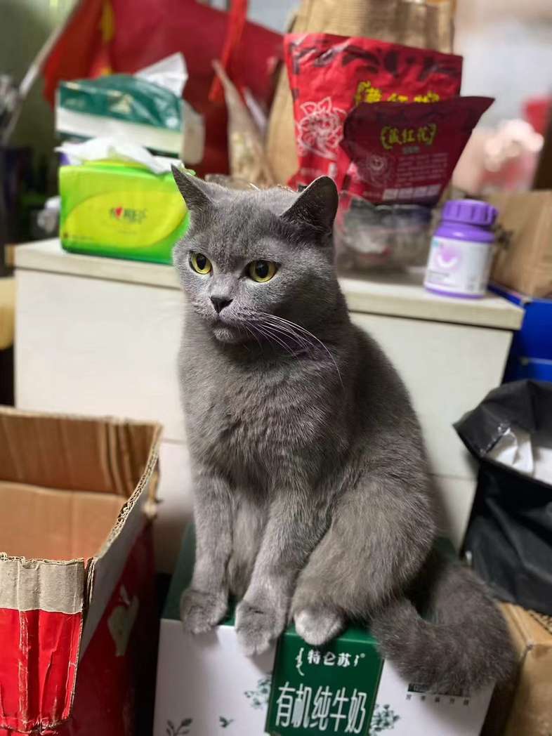 上海找猫心理课：猫咪走失后在想什么？2026行为规律全解读