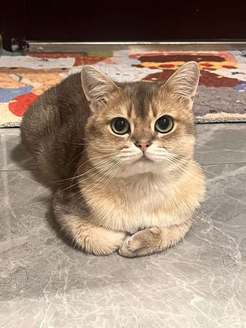 找猫服务