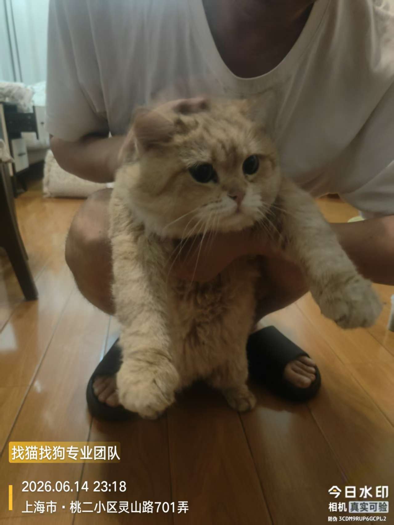 上海养宠人必看2026：宠物友好空间·政策法规·安全指南